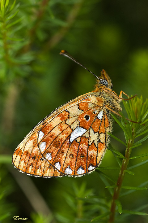 Clossiana (=Boloria) euphrosyne